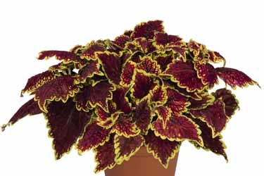 Main Street Coleus Thumbnail Oxford Street.jpg